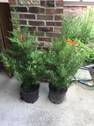 Fast-Growing-Trees.com Eastern Red Cedar Tree Review