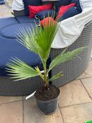 Fast-Growing-Trees.com Mexican Fan Palm Tree Review