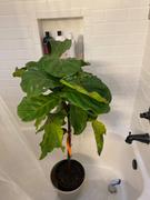 Fast-Growing-Trees.com Fiddle-Leaf Fig Tree Review
