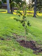 Fast-Growing-Trees.com American Elm Tree Review