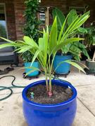 Fast-Growing-Trees.com Christmas Palm Review
