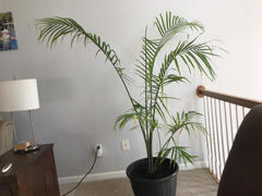Fast-Growing-Trees.com Christmas Palm Review