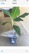 Fast-Growing-Trees.com Puerto Rican Plantain Banana Tree Review