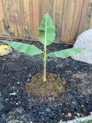 Fast-Growing-Trees.com Puerto Rican Plantain Banana Tree Review