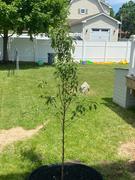 Fast-Growing-Trees.com Spring Snow Flowering Crabapple Tree Review