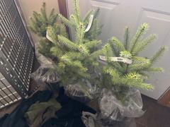 Fast-Growing-Trees.com Colorado Blue Spruce Tree Review