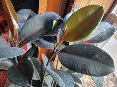 Fast-Growing-Trees.com Rubber Plant (Ficus) Review