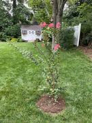 Fast-Growing-Trees.com Tuscarora Crape Myrtle Review