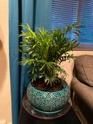 Fast-Growing-Trees.com Parlor Palm Review