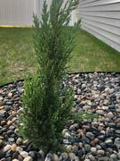 Fast-Growing-Trees.com Blue Point Juniper Review