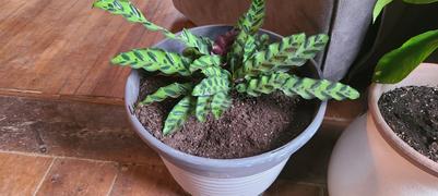 Fast-Growing-Trees.com Rattlesnake Plant Review