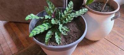 Fast-Growing-Trees.com Rattlesnake Plant Review