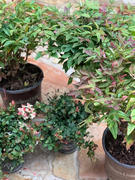 Fast-Growing-Trees.com Blush Pink™ Nandina Shrub Review