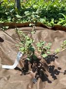 Fast-Growing-Trees.com Dwarf Korean Lilac Shrub Review