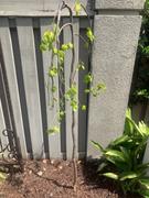 Fast-Growing-Trees.com Golden Falls® Redbud Tree Review