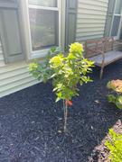 Fast-Growing-Trees.com Little Lime® Hydrangea Tree Review