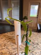 Fast-Growing-Trees.com Vanilla Bean Plant Review