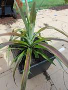 Fast-Growing-Trees.com Sugarloaf Pineapple Plant Review
