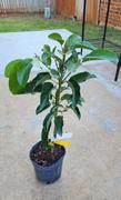 Fast-Growing-Trees.com Condo™ Avocado Tree Review