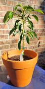 Fast-Growing-Trees.com Condo™ Avocado Tree Review