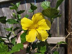 Fast-Growing-Trees.com Yellow Tropical Hibiscus Tree Review