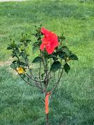 Fast-Growing-Trees.com Red Tropical Hibiscus Tree Review