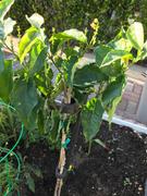 Fast-Growing-Trees.com Peanut Butter Fruit Tree Review