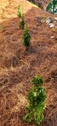 Fast-Growing-Trees.com Degroot's Spire Thuja Arborvitae Tree Review