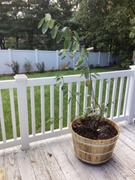 Fast-Growing-Trees.com Autumn Brilliance Serviceberry Tree Review