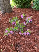 Fast-Growing-Trees.com Karen Azalea Shrub Review