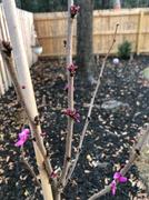 Fast-Growing-Trees.com Avondale Redbud Tree Review