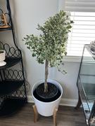 Fast-Growing-Trees.com Variegated Ficus Triangularis Tree Review