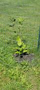 Fast-Growing-Trees.com Saucer Magnolia Tree Review