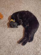 Pawsonify Sesshomaru Collar Review