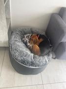 Ambient Lounge Chile Conjunto de Cama Mediana para Perros (Original) y Cubierta (Original) Review