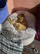 Ambient Lounge Chile Cama Grande de Lujo para Perro (Pink Ltd. Edition) Review