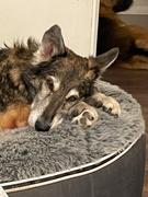 Ambient Lounge Chile Cubierta Deluxe para Cama de Mascota Pequeña (Cappuccino) Review