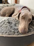 Ambient Lounge Chile Cama Grande de Lujo para Perro (Wild Animal) Review