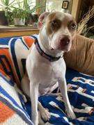 Togpetwear Toronto MAPLE LEAFS NHL Dog Collar Review