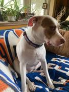 Togpetwear Toronto MAPLE LEAFS NHL Dog Collar Review