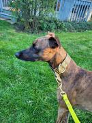 Sexy Beast Dog Collars BioThane® Sequoia 1.5 Limited Slip Martingale Collar Review