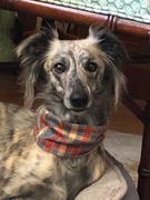 Sexy Beast Dog Collars Harvest Ruff Review