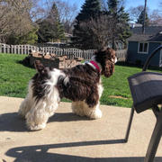 Sexy Beast Dog Collars Adirondack Full Slip Collar Review