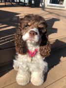 Sexy Beast Dog Collars Adirondack Full Slip Collar Review