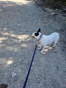 Sexy Beast Dog Collars Anglesea 1.5 Buckle Collar for Fi GPS Trackers Review