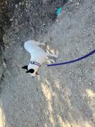 Sexy Beast Dog Collars Anglesea 1.5 Buckle Collar for Fi GPS Trackers Review