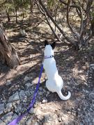 Sexy Beast Dog Collars Anglesea 1.5 Buckle Collar for Fi GPS Trackers Review