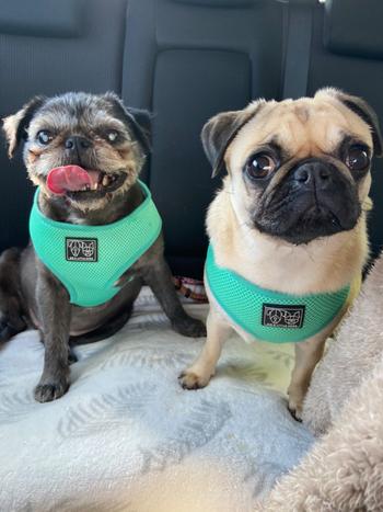 Coastal Canine Essential Amino Boost Review