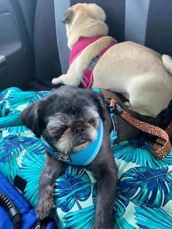 Coastal Canine Essential Amino Boost Review