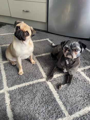 Coastal Canine Essential Amino Boost Review